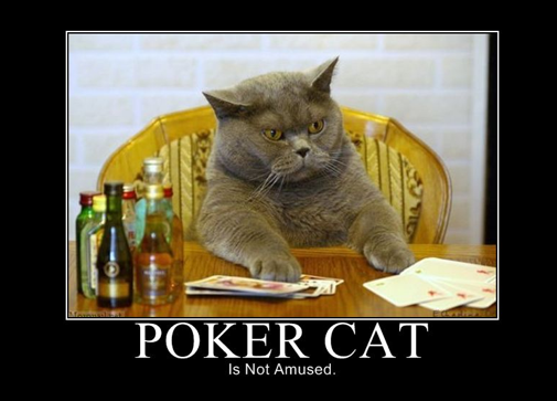 Poker chat et alcool